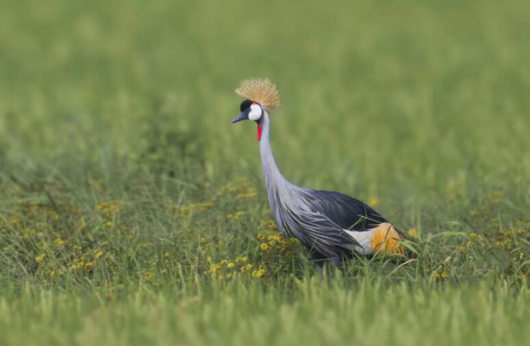融媒·画像丨"非洲鸟"客居"济南西"