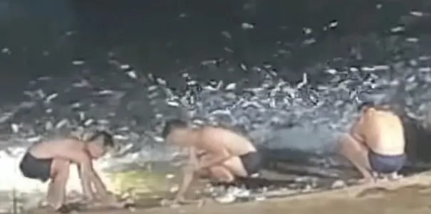 根本捞不赢!深圳大量鱼群飞出水面 这惊人一幕持续约1分钟