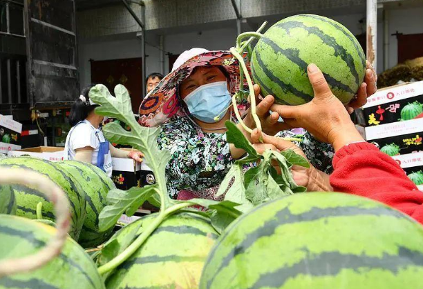 “验瓜师”月入3万？各西瓜产区有证书的仅寥寥数人