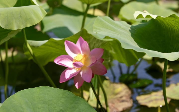 二十四节气 小暑｜小暑金将伏 微凉麦正秋