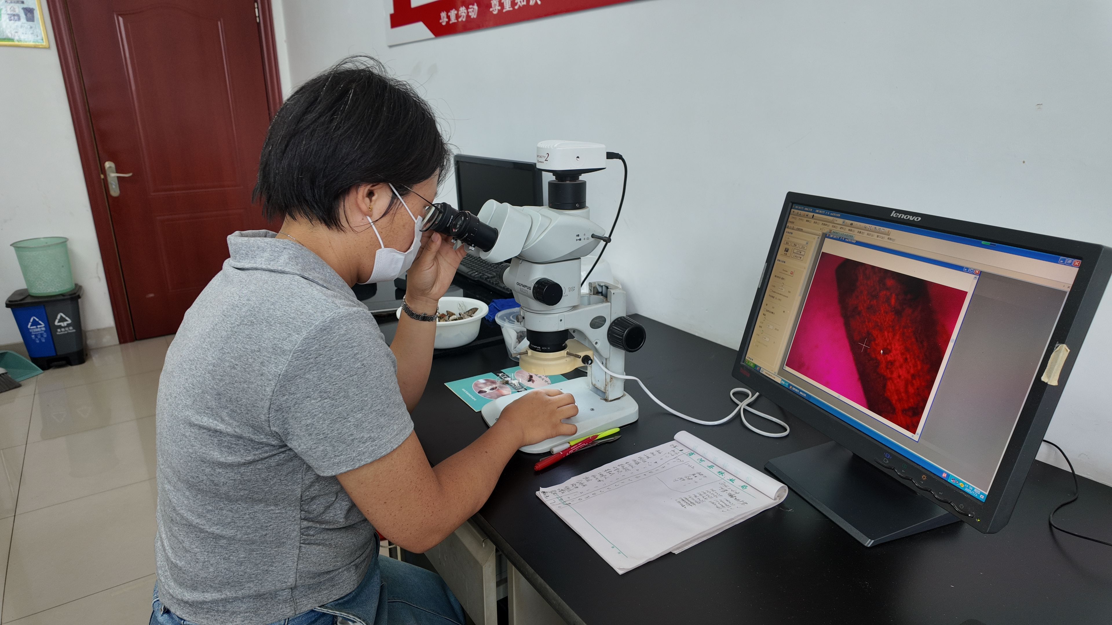 融媒·见证丨俯身“虫海”十三载：抵御外来入侵生物，编织林业保护防线