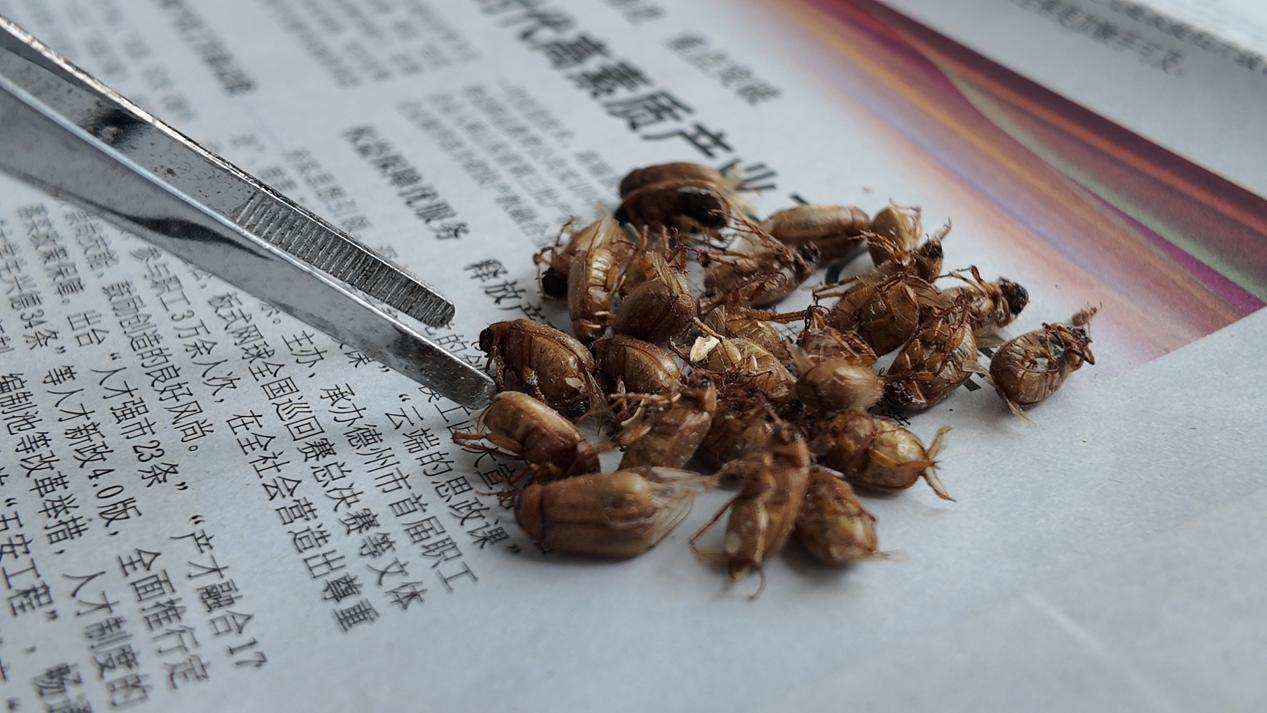融媒·见证丨俯身“虫海”十三载：抵御外来入侵生物，编织林业保护防线
