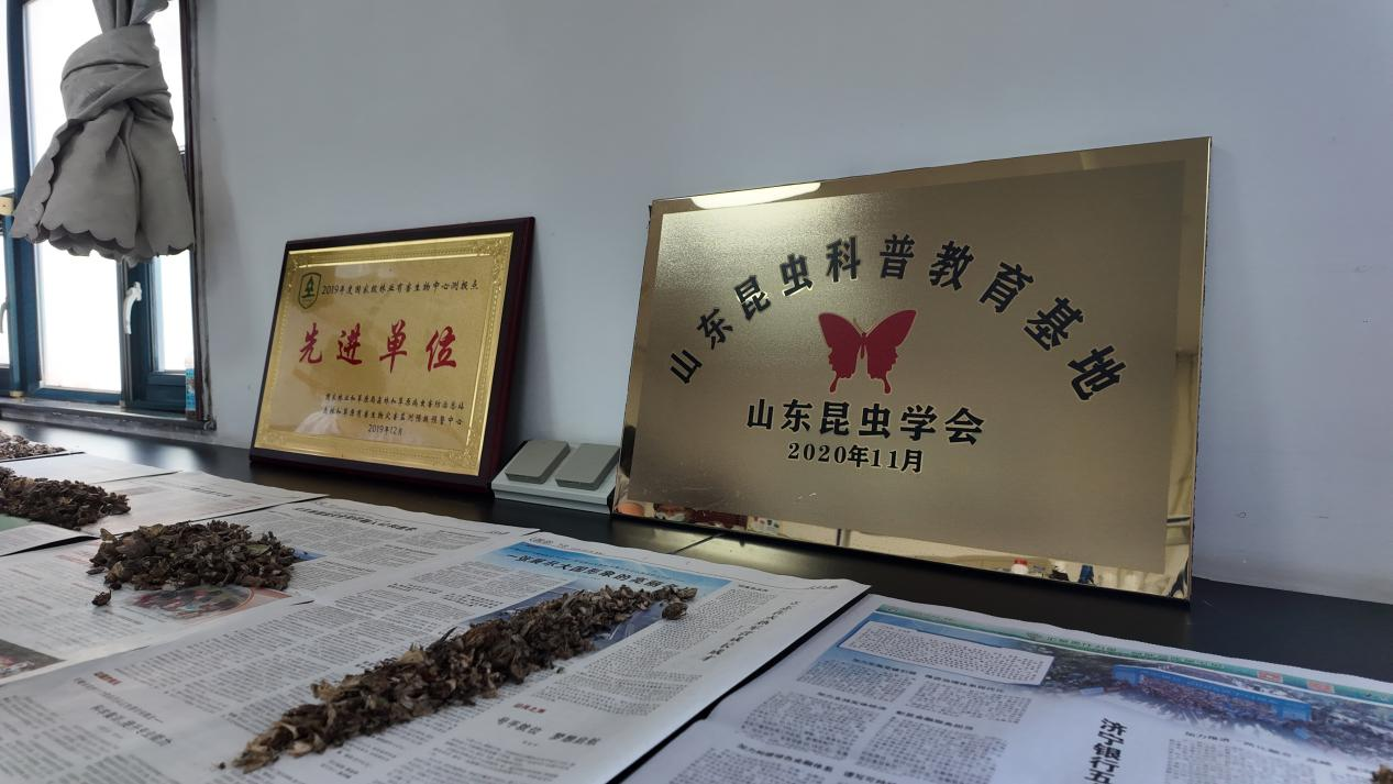 融媒·见证丨俯身“虫海”十三载：抵御外来入侵生物，编织林业保护防线