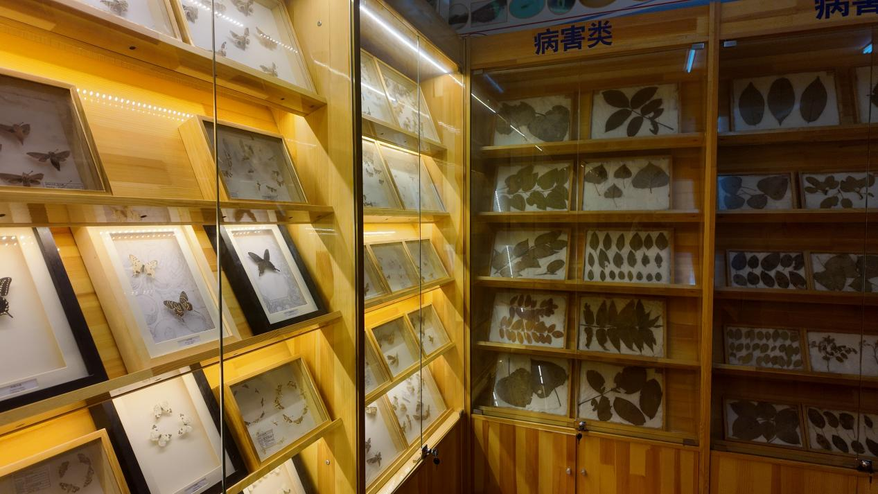 融媒·见证丨俯身“虫海”十三载：抵御外来入侵生物，编织林业保护防线
