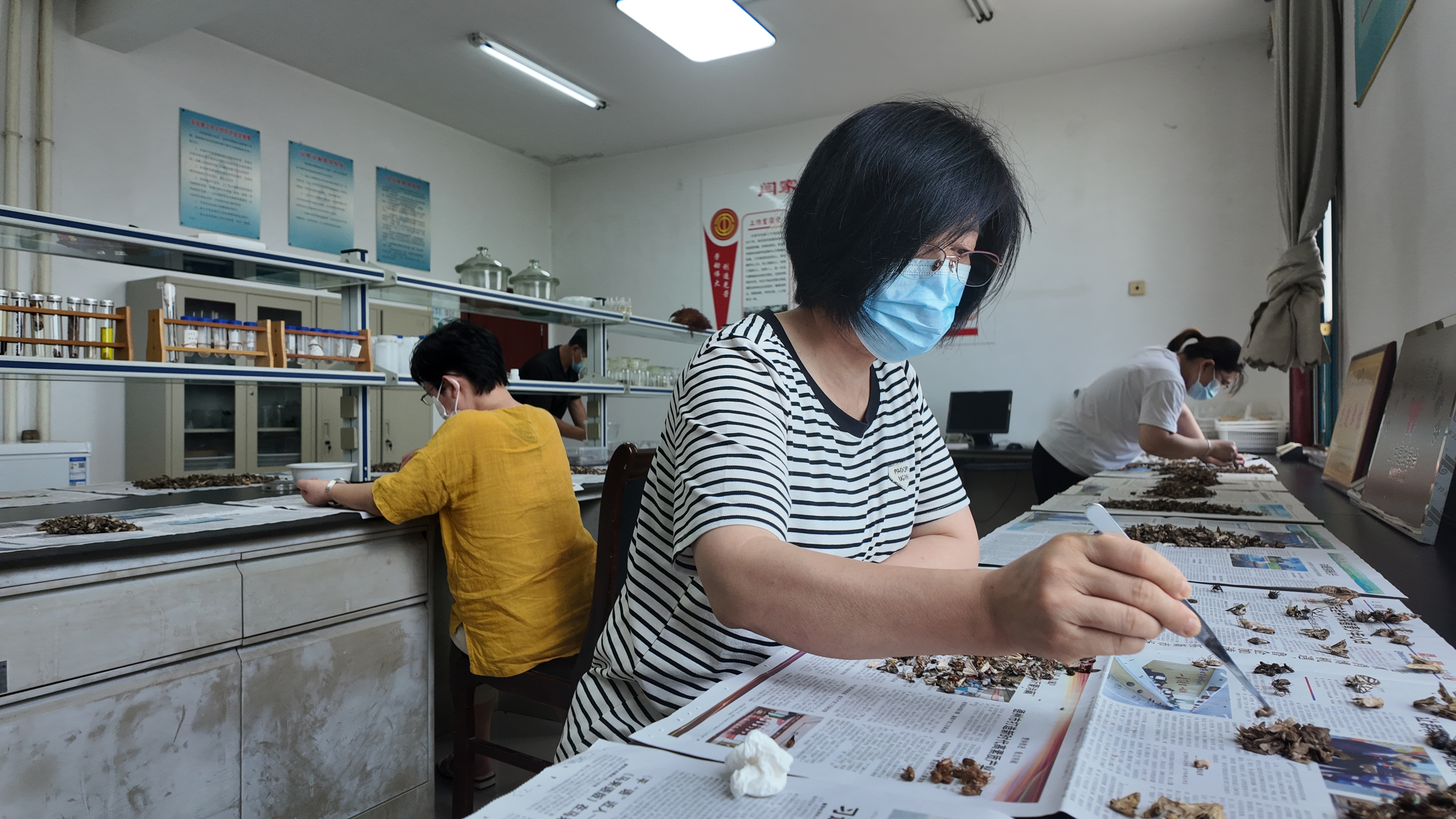 融媒·见证丨俯身“虫海”十三载：抵御外来入侵生物，编织林业保护防线