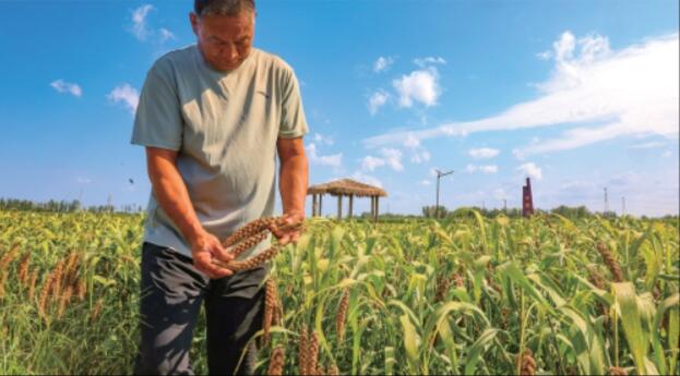 龙山小米迎丰收