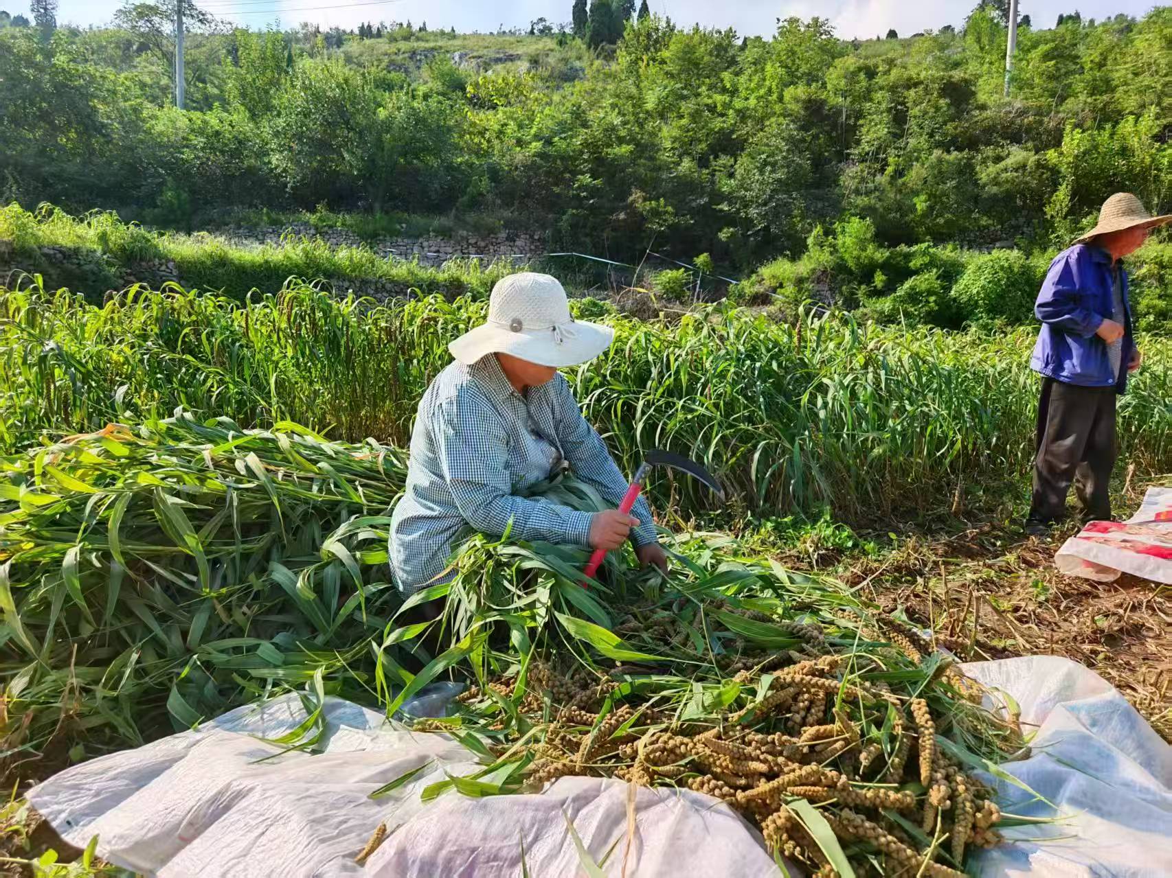 融媒·画像丨人到中年，她还是那个“小米姑娘”