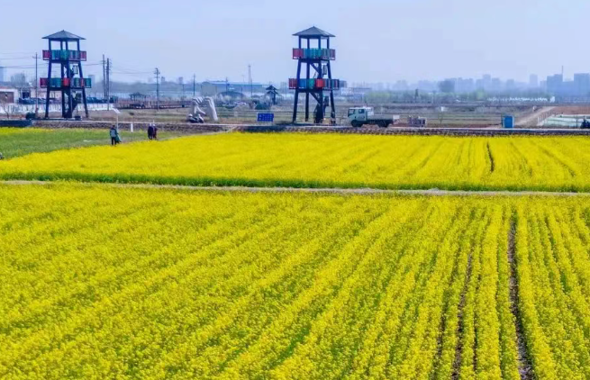 槐荫：黄河岸边“党建+”激活乡村振兴“共富密码”