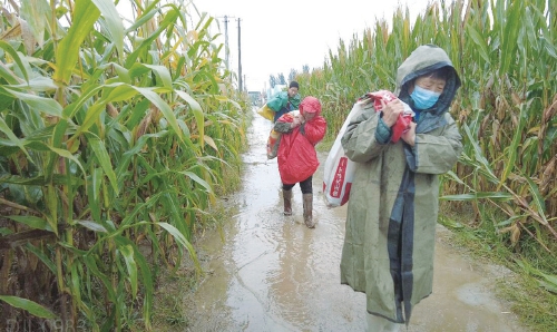 “迎战”玉米秋收，济阳返乡大学生加入“抢收队伍”