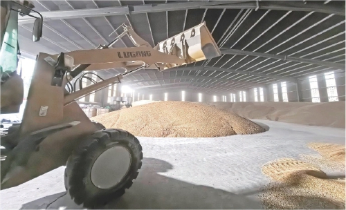 风雨中的金穗保卫战