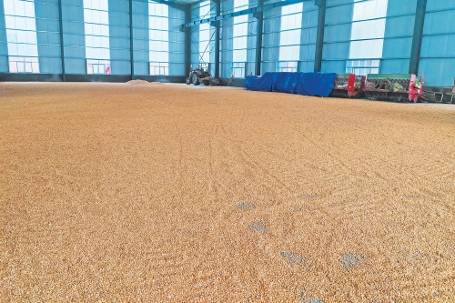 风雨中的金穗保卫战