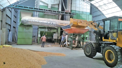 风雨中的金穗保卫战