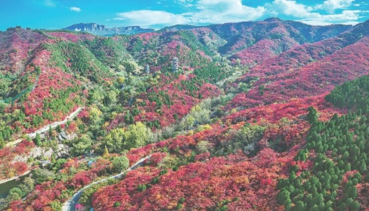 红叶提前登场！济南红叶谷秋色已浓