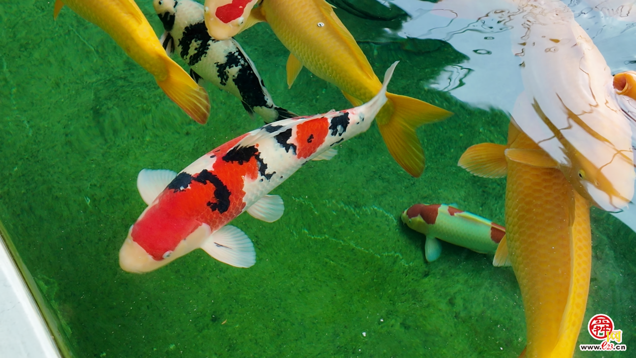 融媒·见证丨盘活多重优势，从“靠天吃饭”到“靠智生财”——乡村产业玩“混搭”