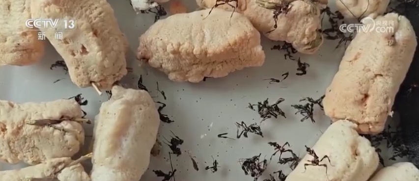 济南邮局海关查获341只“魔王幽灵螳”