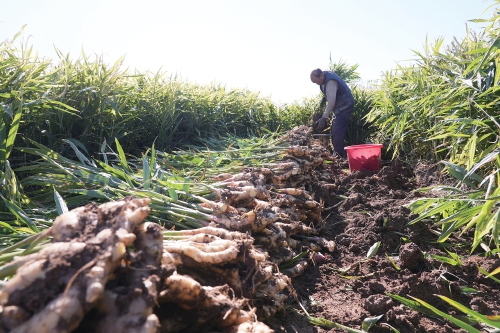 抓秋收抢秋种 喜绘丰收画卷