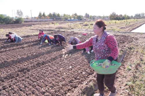 抓秋收抢秋种 喜绘丰收画卷