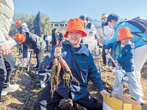 西营街道第三届蜜薯丰收节开幕 市民田间体验“挖薯乐”