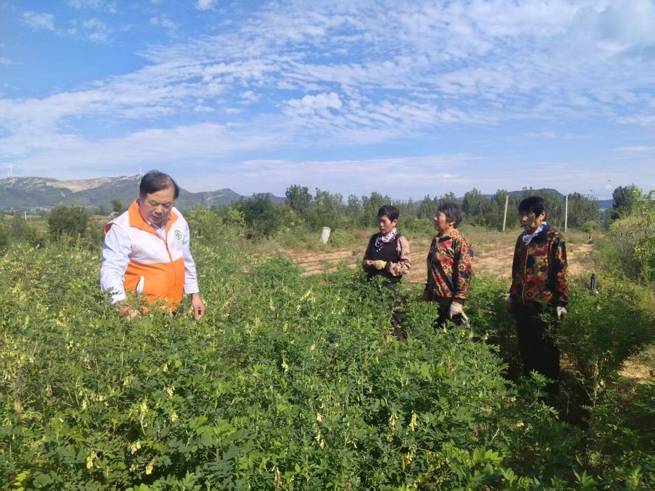 融媒·画像丨一位农民与“一株白花”的循证之旅——驯“仙草”