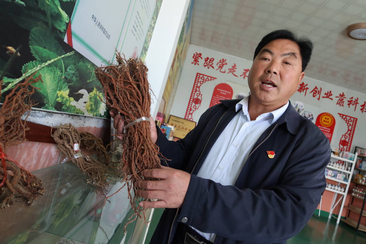 融媒·画像丨一位农民与“一株白花”的循证之旅——驯“仙草”