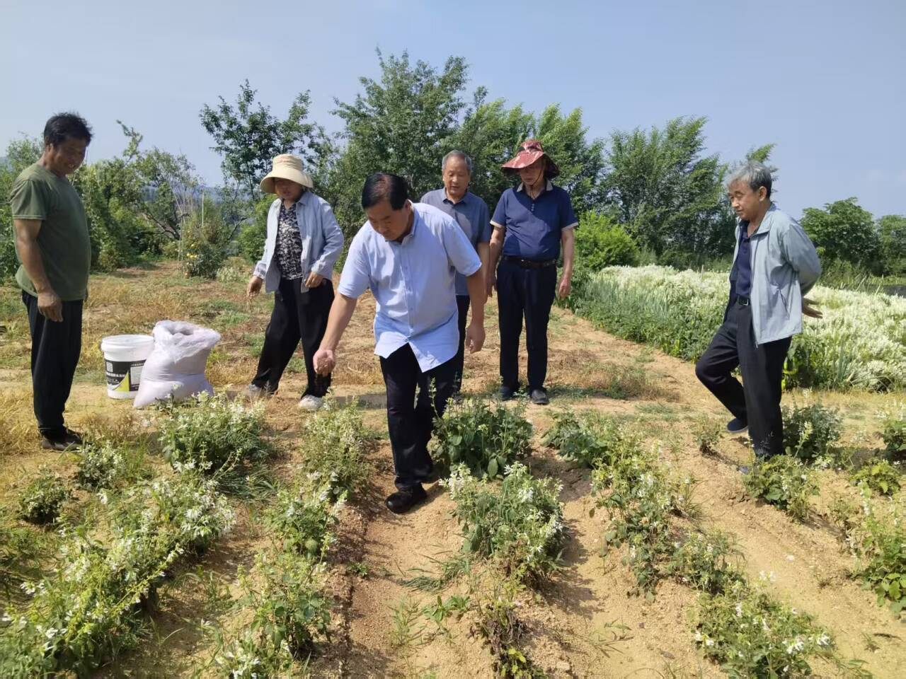 融媒·画像丨一位农民与“一株白花”的循证之旅——驯“仙草”