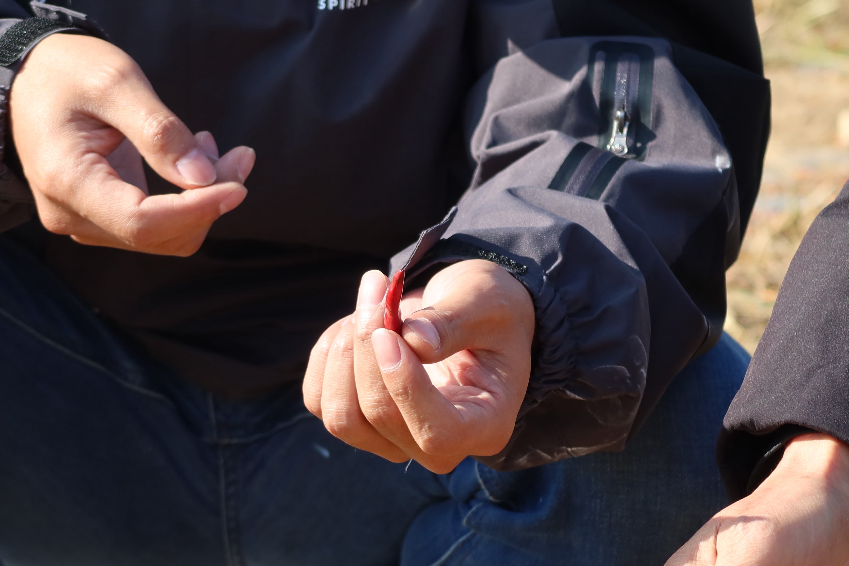 融媒·先锋丨一场在半公顷田地里进行的“增收试验”——第一书记的“田间答卷”