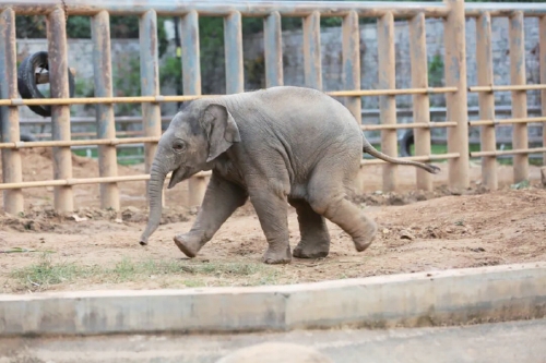 每天10:00—11:30、14:00—15:30 网红小象出街时间确定