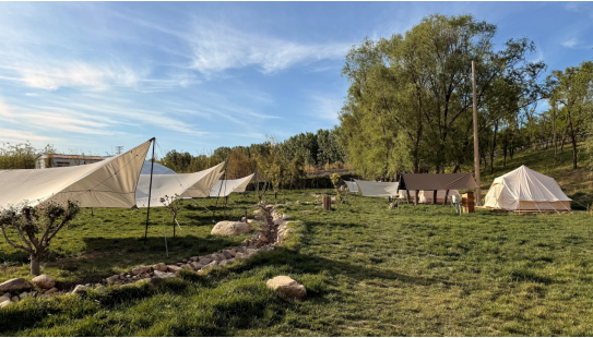 融媒·见证丨沿黄九个村，怎样找到抱团发展 “主心骨”？银杏树下有答案