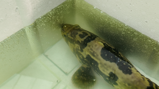 融媒·见证丨沿黄九个村，怎样找到抱团发展 “主心骨”？银杏树下有答案