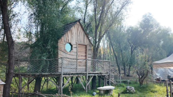 融媒·见证丨沿黄九个村，怎样找到抱团发展 “主心骨”？银杏树下有答案