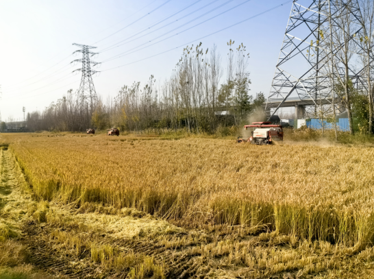 融媒·见证丨沿黄九个村，怎样找到抱团发展 “主心骨”？银杏树下有答案