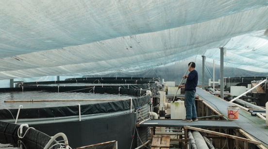 融媒·见证丨沿黄九个村，怎样找到抱团发展 “主心骨”？银杏树下有答案