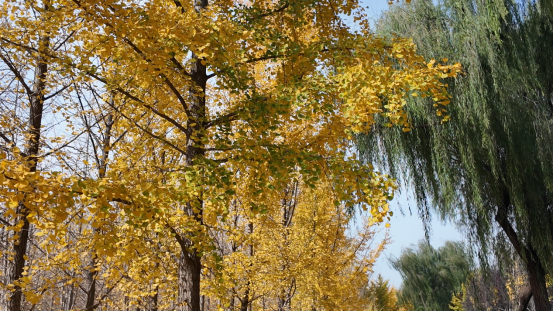 融媒·见证丨沿黄九个村，怎样找到抱团发展 “主心骨”？银杏树下有答案