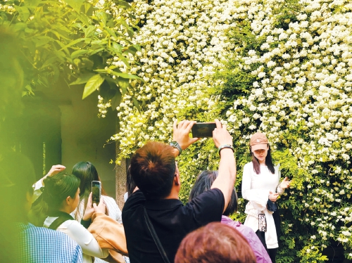 木香花如瀑 泉畔醉游人