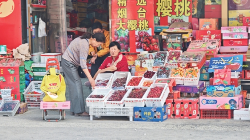 烟台美早樱桃批量上市