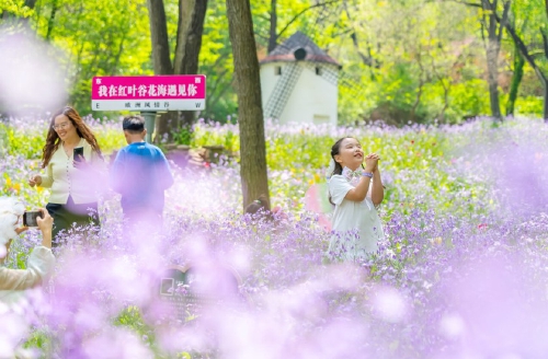 亮相央视获点赞，济南红叶谷邀您打卡春日花海