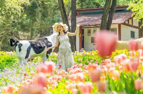 亮相央视获点赞，济南红叶谷邀您打卡春日花海